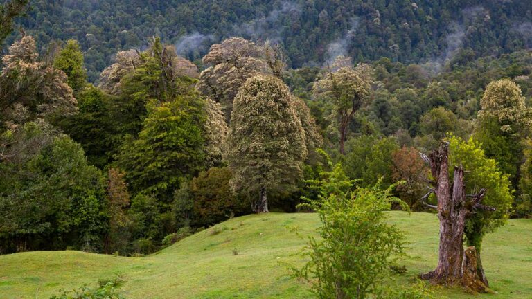 Puyehue: Un Destino Imperdible a Pocos Kilómetros de Osorno